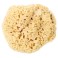 Eponge naturelle diam. 18 cm